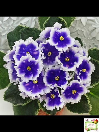 МТ-Магический Фонарик (М. Тотиева) 2023 г.