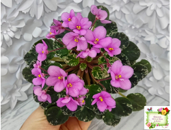 Snuggle Bear (L. Ray) (пасынок укоренённый)