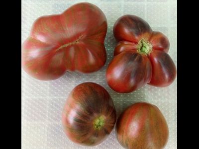 Томат Rebel Starfighter Prime (Мятежный звездный истребитель)