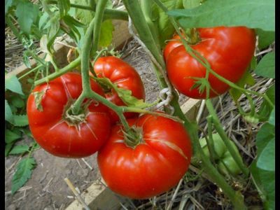 Томат Украинская Алена (Olena Ukrainian)