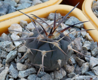 Gymnocalycium spegazzinii VG-577 (D=15-18мм)