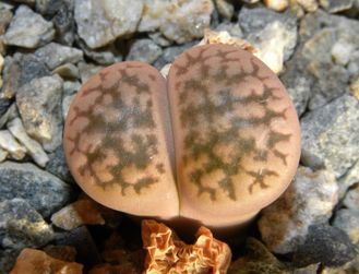 Lithops hookeri v.susannae C091 - 10 семян