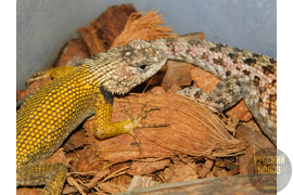 Игуана заборная малахитовая, Sceloporus malachiticus