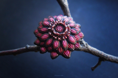 "Драконов Цвет", фэнтези-кольцо в виде мифического цветка