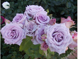 Океан Сонг (Ocean Song)