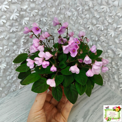 Flashy Trail (H.Pittman) TX Hyb трейлер