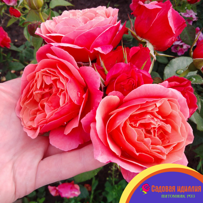 Аптаун Гёрл (Uptown Girl)