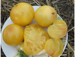 Томат Гном Сладкая Сью (Dwarf Sweet Sue)