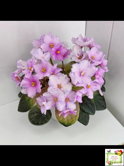 Н-Барышня (Н. Бердникова)