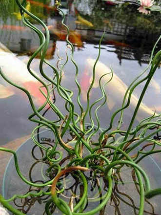 Juncus Spiralis