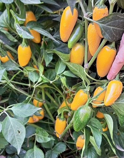 Перец острый Халапеньо желтый (Jalapeno Yellow)