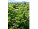 Герань бурбон (Pelargonium graveolens), Мадагаскар (5 мл) - 100% натуральное эфирное масло