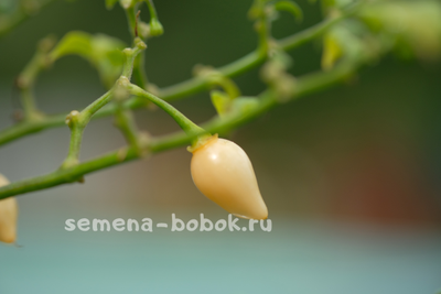 Перец острый BIQUINHO SALMON, 10 шт