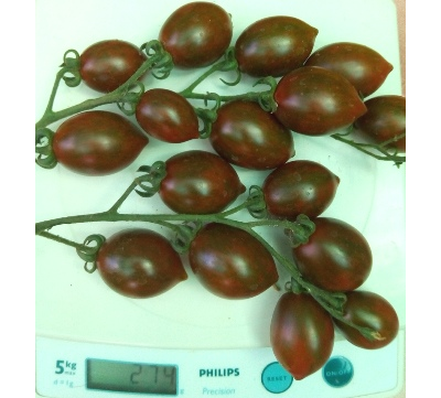 Томат Отборное печенье (Cookie  select) США