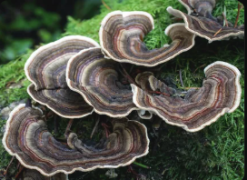 Гриб Трамета разноцветная, Кориолус, купить экстракт, описание