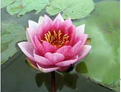 Нимфея Аретуза