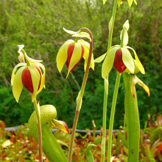 Дарлингтония Калифорнийская - Darlingtonia Сalifornica