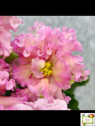 ЕК-Линжери (Е. Коршунова) 2021 г.