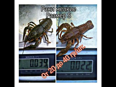 Классика - Размер &quot;S&quot; от 20 до 40 гр/шт