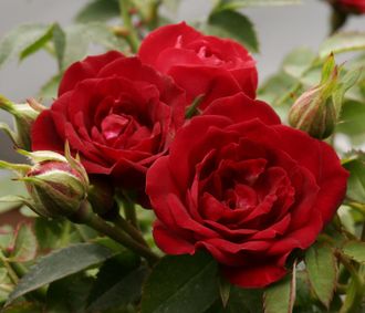Роза почво-покровная Ред Каскад