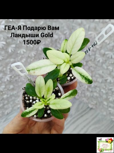 ГЕА-Я Подарю Вам Ландыши Gold трейлер (детка)