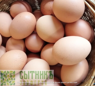 Домашние куриные яйца большие от фермера купить с доставкой на дом
