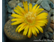 Lithops fulviceps C266 (MG) - 10 семян