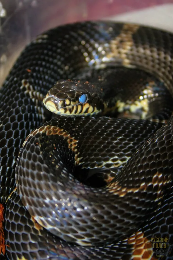 Амурский полоз, Полоз Шренка, Русский полоз, Elaphe shrenckii