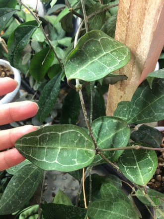 Hoya Elliptica white contrast veins