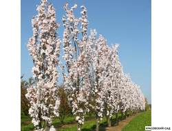 Вишня Аманогава - Amanogawa