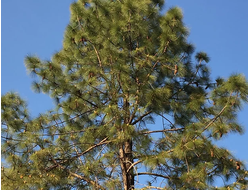 Сосна обыкновенная (Pinus sylvestris), лапки (5 мл) Кашмир - 100% натуральное эфирное масло