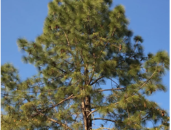 Сосна обыкновенная (Pinus sylvestris) Кашмир, лапки (5 мл) - 100% натуральное эфирное масло
