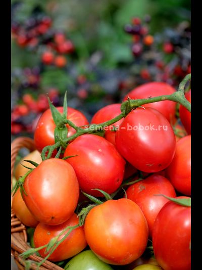 Томат Царица Полей, 10 шт