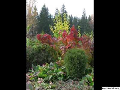 Спирея японская Мерло Голд Купить в красовский-сад.рф