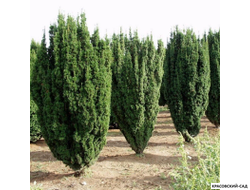 Тисс ягодный Фастигиата - Fastigiata