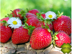 Клубника и Земляника