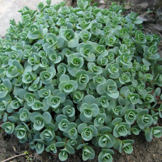 Седум Эверса - Sedum ewersii, Hylotelephium ewersii, Очиток Эверса, Очиток Еверса, очиток скальный