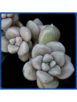 Graptopetalum mendozae