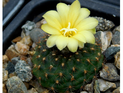 Frailea perumbilicata KK 125 - 5 семян