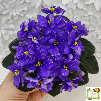 Н-Млечный Путь (Н. Бердникова)