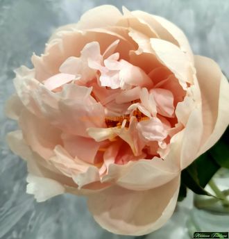 Paeonia Pastelegance