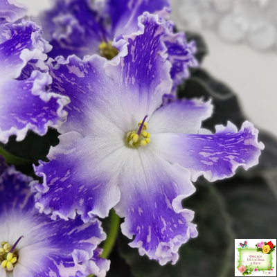 НД-Кристалл Сваровски (Н. Данилова-Суворова) 2019 г. (лист укоренённый)