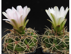 Gymnocalycium monvillei VG-1247 - 5 семян