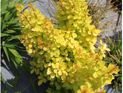 Барбарис Тунберга Golden Torch, C5