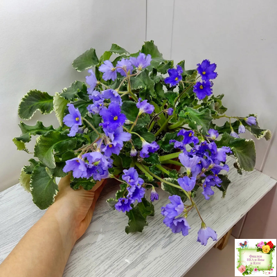 Senk's Try the Decaf (R. Follett/D. Senk) (9872) 01/30/2008 трейлер