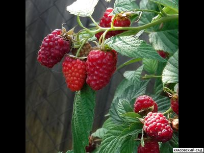 Малина Вольница