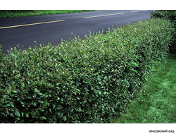 Кизильник блестящий - Cotoneaster lucidus