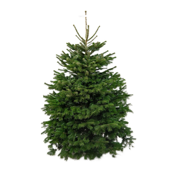 Пихта Нордмана 1,5 - 1,75 м