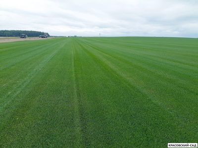 Рулонный газон Пикник-дачный