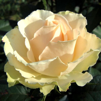 Роза чайно-гибридная  Vanillia  на штамбе